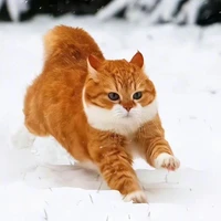 CHUQIAOCHEN's profile picture